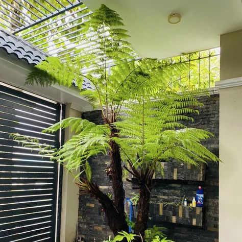 Australian Tree Fern, Tree Fern, Plant Guide, Tropical Rainforest, Plant Species, Outdoor Landscaping, Coffee Grounds, Lush Green, Plant Lover