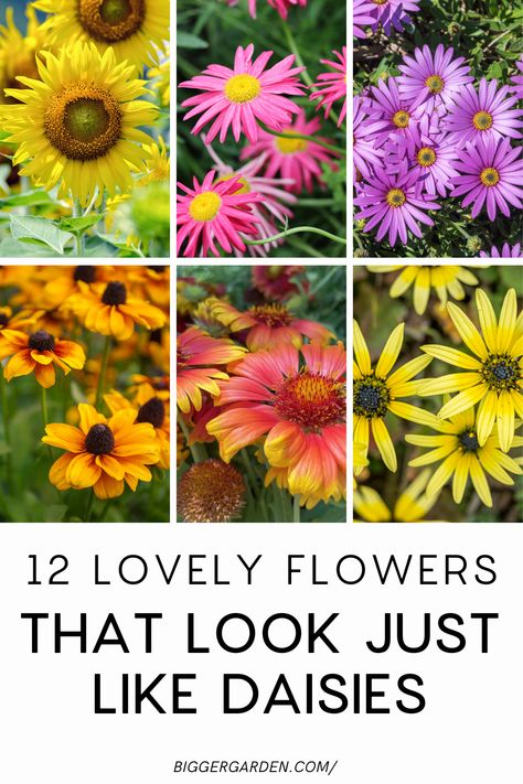 Uncover 12 different flowers that mimic daisies. Get growing advice and tips for incorporating these beautiful blooms into your garden. Different Types Of Flowers, Daisy Flowers, Favorite Flowers, Different Flowers, Types Of Flowers, Beautiful Blooms, Daisy Flower, Different Types, Did You Know