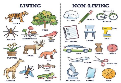 Nonliving And Living Things Activities, Living Things Crafts Preschool, Science Living And Non Living Activities, Living Non Living Things Worksheet, Living And Non Living Things Worksheets For Kindergarten, Living And Non Living Things Activities For Preschool Worksheets, Living And Non Living Things Activities For Preschool, Living Vs Non Living Activities, Non Living Things Images