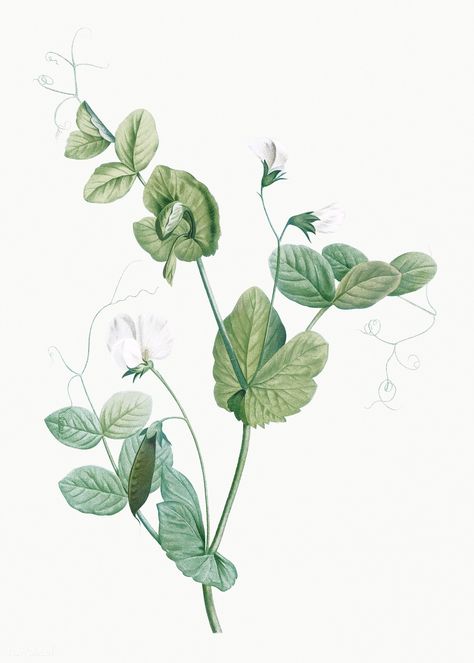 Vintage white lolliradio pea flower illustration | premium image by rawpixel.com Illustration Botanique Vintage, Butterfly Pea Flower, Illustration Botanique, Botanical Illustration Vintage, Parts Of A Flower, Clover Flower, Butterfly Pea, Pea Flower, 8x10 Art Prints