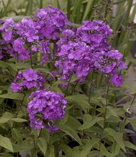 Phlox paniculata 'Blue Paradise' (Photo from Walters Gardens, Inc.) Phlox Paniculata, Floribunda Roses, Bush Garden, Small Yard Landscaping, Paradise Garden, Sun Perennials, Mid Summer, Planting Roses, How To Attract Hummingbirds