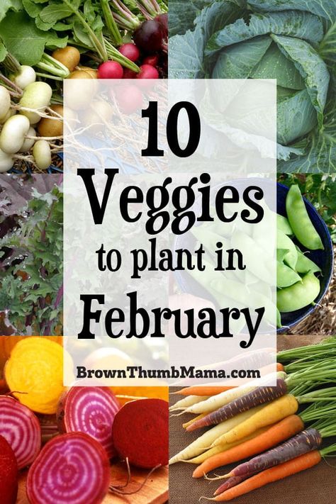 Brrr! It’s cold outside, but these veggies are up to the task. Plant these 10 vegetables in February and you’ll enjoy fresh food from your garden in no time! August Planting, Vegetables To Plant In August, Vegetables To Plant, Beginners Gardening, August Garden, Fall Planting, Winter Gardening, Planting Tips, Zone 9