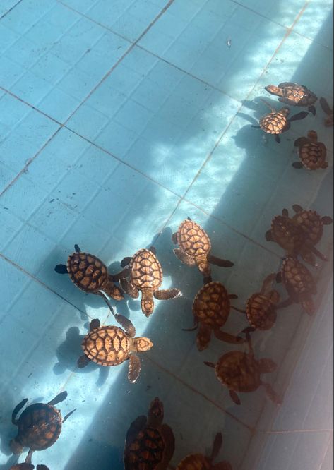 #babyturtle #turtles #giliT #giliislands #bali #indonesia Bali Turtles, Bali Volunteering, Saving Turtles, Marine Rescue, Gili T, Bali Trip, 9 Lives, Marine Biologist, Baby Turtles