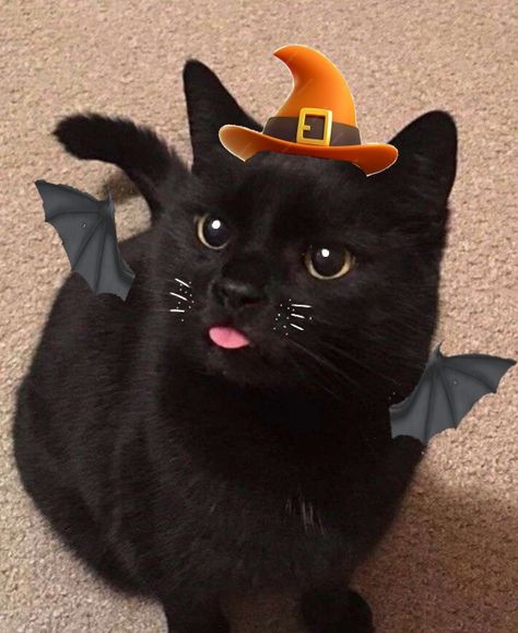 Halloween cute cat profile picture pfp kitten standing meme cat scary witch wizard hat with bat wings halloween theme pretty eyea white eye liner cute whiskers black cat hand made by Lumos Black Cat Profile Picture, Black Cat Profile, Cute Cat Profile, Standing Meme, Cat Profile Picture, Halloween Profile Pics, Profile Picture Pfp, Cat Standing, Wizard Cat