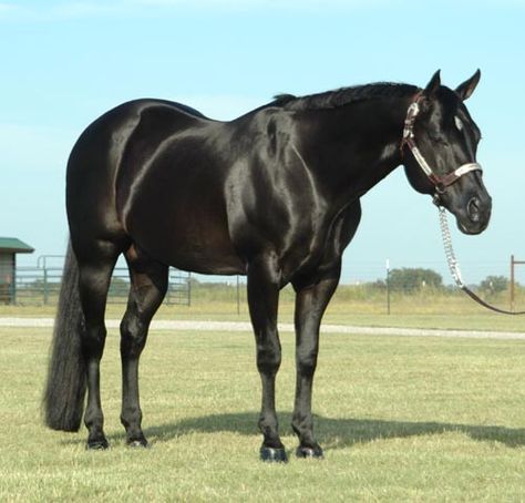 Black Quarter horse Black Quarter Horse, Horses Names, Noriker Horse, Quarter Horse Mare, Horses Photos, Horses Breeds, Aqha Horses, Ranch Horse, Horse Black