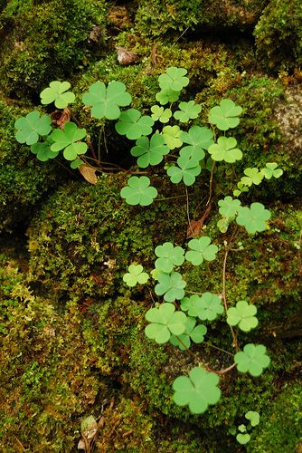 Mossy Forest, Irish Eyes Are Smiling, Irish Cottage, Irish Roots, Irish Eyes, Moss Garden, Irish Blessing, Irish Heritage, Luck Of The Irish