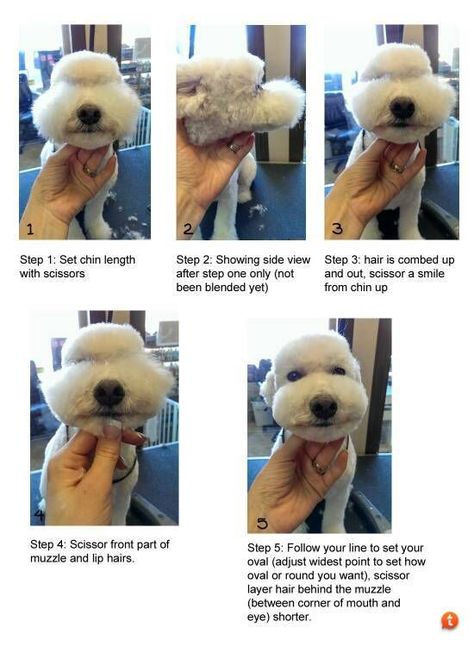 Grooming Tips For Dogs, Dog Grooming Tips Professional, Asian Fusion Poodle, Asian Fusion Grooming, Dog Grooming Diy, Goldendoodle Grooming, Pet Grooming Business, Grooming Ideas, Grooming Hacks