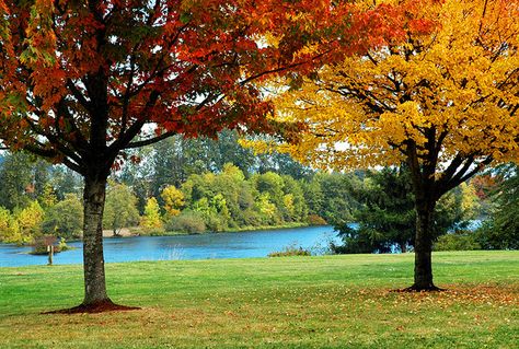 Alton Baker Park on the Willamette River between Springfield and Eugene Florence Oregon, Springfield Oregon, Best Places To Retire, Bicycle Trail, Oregon Waterfalls, Eugene Oregon, Evergreen Forest, Willamette Valley, State Of Oregon