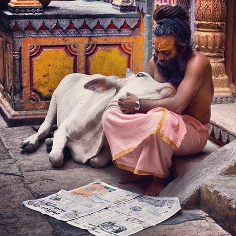 Amazing India, Foto Tips, A Cow, Jolie Photo, People Of The World, Varanasi, Incredible India, Animal Rights, Animal Love