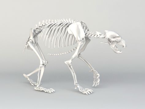 Grizzly Bear Skeleton 3d model 3ds Max,Object files free download - modeling 45979 on CadNav Animal Skeleton Anatomy, Polar Bear Skeleton, Pig Monster, Bear Anatomy, Bone Hunting, Skeleton Template, Skeleton Reference, Skeleton Animals, Bear Skeleton