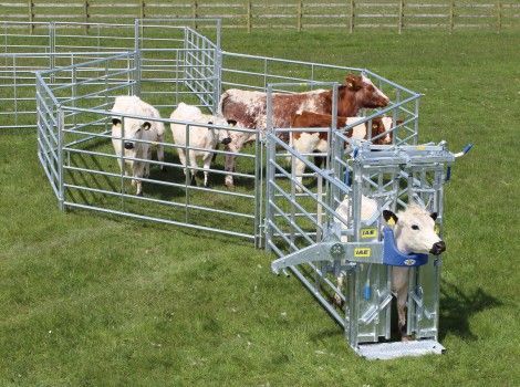 IAE Portable Cattle Handling Starter Kit Show Cattle Barn, Cattle Facility, Steel Fencing, Cattle Corrals, Cow Pen, Livestock Barn, Cattle Barn, Cattle Feed, Longhorn Cattle