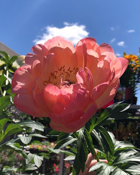 It’s Flower Friday and I’m sharing pics of the beautiful peonies I’ve seen this summer. The first is our single-petal white herbaceous - doesn’t a raindrop or two make flowers look so romantic? The last is the gorgeous woody shrub that was planted beside our house by previous owners. In between is a selection of blooms I’ve found on my wanderings. The variation in colour and form always takes my breath away! #flowerfriday #peonies #summer #ottawaphoto #flowerphotography Beautiful Peonies, Make Flowers, Rain Drops, Our House, Flower Making, Flowers Photography, Pretty Flowers, Peonies, This Summer