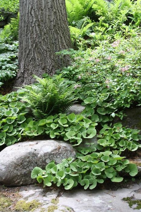 Shade Garden Plants, Hosta Gardens, Wild Ginger, Backyard Flowers, Ground Cover Plants, Forest Garden, Woodland Garden, Backyard Garden Design, Garden In The Woods