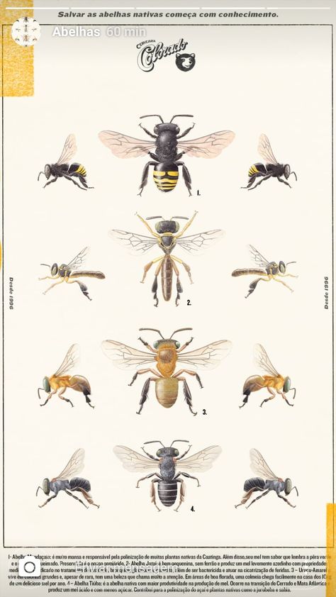 Bee Identification, Stingless Bees, Science Illustration, Arthropods, Bee Hive, Bugs, Insects, Bee, Animals