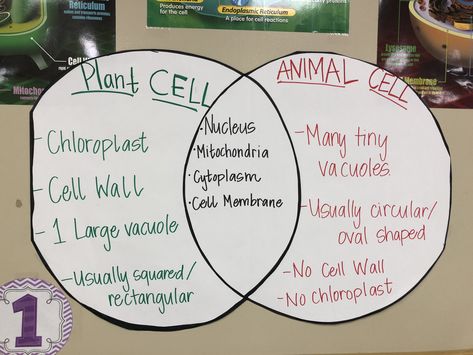 Plant v animal cell anchor chart Cells Anchor Chart, Cell Anchor Chart, Revision Hacks, Cell Theory Anchor Chart, Plant And Animal Cells Anchor Chart, Cell Structure And Function, Plant Cell Diagram Labeled, Cell Analogy, Abiotic Factors