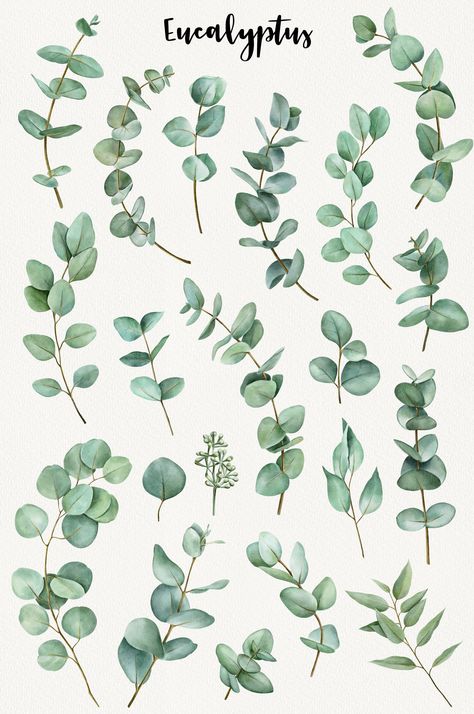 Watercolor eucalyptus clipart perfect for wedding invitations, floral arrangements, forest and woodland themed designs. #eucalyptus #watercolor #clipart #floral #wedding . #Eucalyptus_Clipart #Branches_Wedding #Beach_Clipart #Feuille_Eucalyptus Eucalyptus Clipart, Branches Wedding, Leave Pattern, Wedding Branches, Feuille Eucalyptus, Wedding Greenery, Watercolor Eucalyptus, Eucalyptus Branches, Watercolor Flower Art