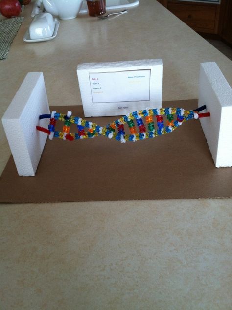 Cell , 6 Double Helix Dna Project : DNA Double Helix Science Project Dna Model Project High Schools, Dna Model Project Ideas, Dna Double Helix Model, Dna Model Project, Dna 3d, Biology Experiments, Dna Project, Biological Science, High School Project