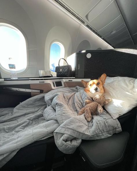 Dog On Private Jet, Corgi Service Dog, Travelling With Dog, Dog On Airplane, Dog Business Aesthetic, Traveling With Dog On Plane, Future Life Goals Aesthetic, Vision Board Dog, Flying With Dog