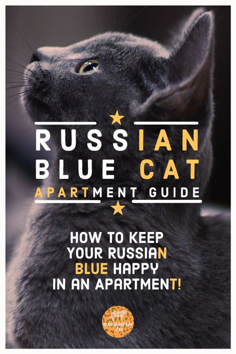 What is the Russian Blue cat's personality when they are raised in apartments? Are they fit for an indoor lifestyle? We all know that they are intelligent cats but can they adapt to the frequently changing environment in an apartment? This is the Russian Blue cat apartment guide. #cat #russianblue #russianbluecats #catbreeds #catapartment #cathome Russian Blue Cat Personality, Cat Apartment, Russian Blue Kitten, Russian Cat, Apartment Guide, Russian Blue Cat, Types Of Cats, Cat Care Tips, Gorgeous Cats