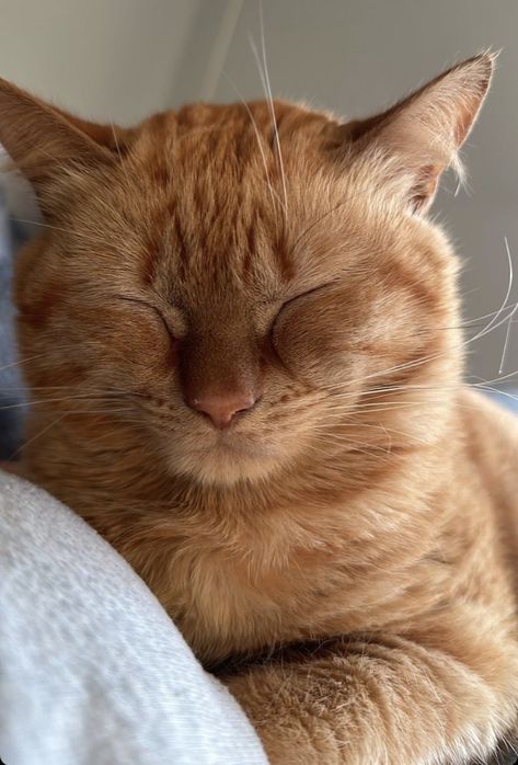 A cat with its eyes closed, creating a scrunch of their eyes that looks particularly adorable and peaceful Cat Head Butting, Cat Sleeping Face Down, Orange Cat Brown Eyes, Triangle Eye, Cat Drooling While Sleeping, Sleepy Cat, Cat Sleeping, Orange Cat, Cat Face