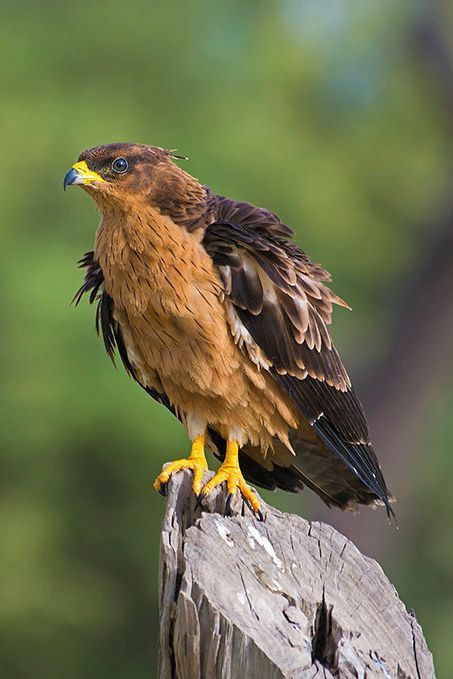 Honey Buzzard, Buzzard, Birds Of Prey, Beautiful Birds, Bald Eagle, Reptiles, Art Reference, Honey, Birds