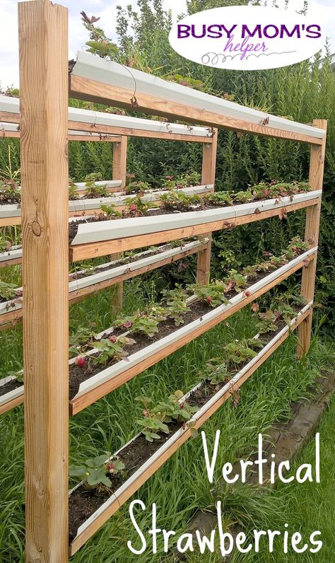 Vertical Strawberries, Gutter Garden, Vegetable Garden Raised Beds, Strawberry Garden, Vegetable Garden Diy, Plants Growing, Backyard Vegetable Gardens, Backyard Greenhouse, Veg Garden