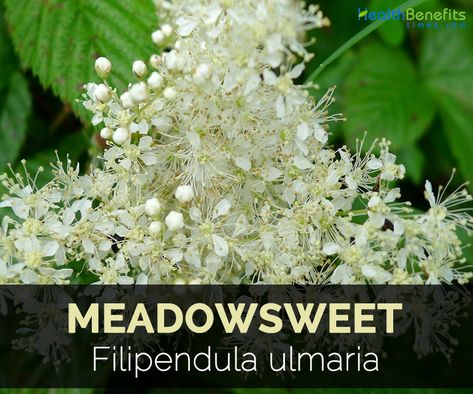 Meadowsweet Benefits, Filipendula Ulmaria, Meadow Sweet, Medical Herbs, Lower Inflammation, Essential Oils Herbs, Bacterial Infection, Astringent, Ornamental Plants