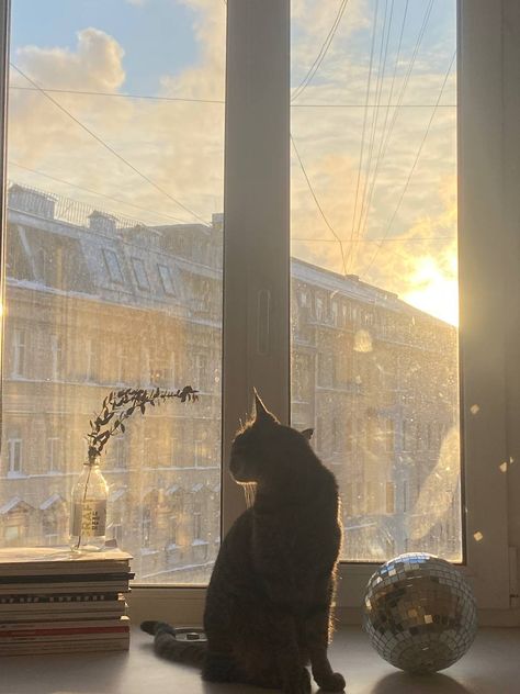 winter sun, cat, winter vibe, cozy Cold Months Aesthetic, Winter Sun Aesthetic, Sunny Winter Aesthetic, Winter Playlist Covers, Late Winter Aesthetic, March Aesthetic Month, Ipad Moodboard, January Aesthetic Month, Sun In Winter