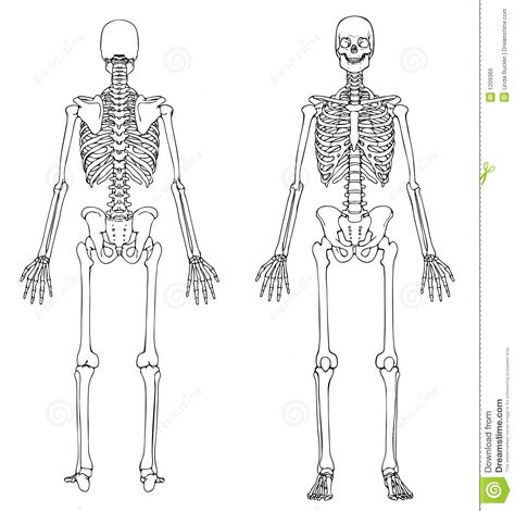 Human Skeleton - Front And Back Royalty Free Stock Image - Image: 1209366 Skeletal System Printable, Human Skeleton Diagram, Human Bone Structure, Skeleton Images, Skeleton Diagram, Human Body Bones, Skeleton System, Skeleton Back, Human Skeletal System