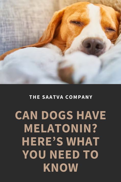 While you may continually search for ways to improve your sleep, you should also look into how your dog can achieve better sleep, especially if they’re overactive at night. Just like humans, dogs have circadian rhythms and can also experience sleep issues. Since we share these similarities with our canine companions, you might be wondering, “Can dogs take melatonin? And is it safe?” This article will explore everything pet parents need to know about whether melatonin is safe for dogs. Medicine Safe For Dogs, Melatonin For Dogs, Dog Benadryl, Meds For Dogs, Sleeping Issues, Get Better Sleep, Medication For Dogs, Sleep Supplements, Sleep Medicine