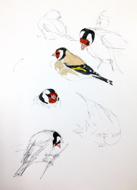 Show Drawing, Goldfinch Bird, Finches Bird, Bird Sketch, Art Tutorials Watercolor, Nature Sketch, Scotland Uk, Goldfinch, Art Prompts