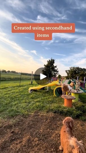 10K views · 2.3K reactions | Our goat playground will forever be one of my favorite things 💗  #hobbyfarm #farm #farmlife #farmanimals #eggsandbunnies #animals #goats #goatplayground | Carrie | eggsandbunnies · Original audio Pygmy Goat Playground Ideas, Goat Enclosure Ideas, Goat Playground Ideas Diy, Goat Playground Ideas, Goat Playground, Goat House, Pygmy Goat, Playground Ideas, 10k Views