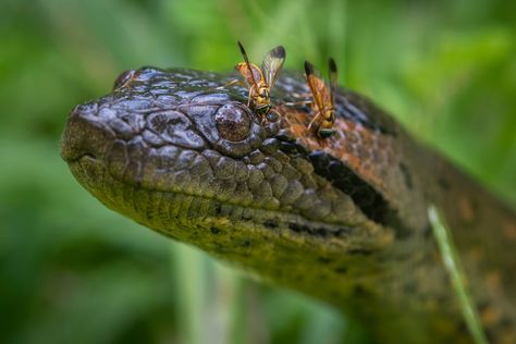 Scientists reveal new green anaconda species Anaconda Verde, Green Anaconda, Reticulated Python, Giant Snake, Dog Dna Test, Cross River, Queensland Australia, New Green, Anaconda