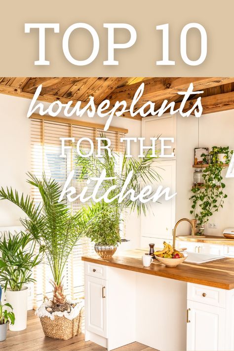 What brightens up the kitchen better than shiny green plants? Get the Know How on the top 10 best kitchen houseplants to try. Decorating With Plants Indoors Kitchen, Decorating Kitchen With Plants, Kitchen Plant Decor Ideas, Houseplants Decor Kitchen, Kitchen Decor With Plants, Houseplants In Kitchen, Kitchen Design With Plants, House Plants In Kitchen, Indoor Kitchen Plants