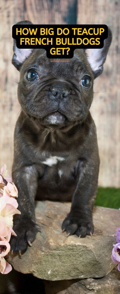 Frenchie Puppy Teacup Mini French Bulldogs, Grey French Bulldog Puppy, Fluffy French Bulldog, Toy French Bulldog, Miniature English Bulldog, Miniature French Bulldog, Teacup French Bulldogs, Teacup Dog Breeds, Miniature Bulldog