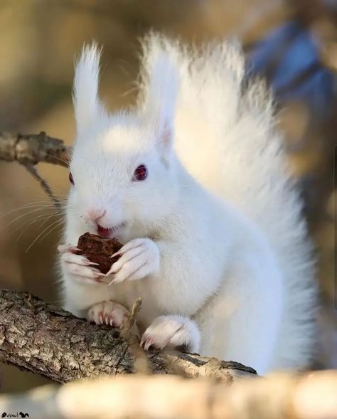 Tintin The Squirrel on Instagram: “Albino Red Squirrel in Japan 😍 How beautiful is she??? Stay safe you majestic, magical little forest elf 🐿️ Just because you don't look…” White Squirrel, Nut House, Albino Animals, Forest Elf, Cute Squirrel, Red Squirrel, Rare Animals, Little Critter, Zoo Animals