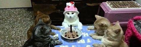 cat header layout Happy Birthday Daughter Funny, Meme Happy, 트위터 헤더, Cat Celebrating, Daughter Funny, Birthday Daughter, Cute Twitter Headers, Twitter Header Pictures, Happy Birthday Daughter