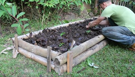 Biointensive Gardening, Lasagna Gardening, Tomato Seedlings, Square Foot Gardening, Deviled Eggs, Backyard Decor, Permaculture, Garden Planning, Horticulture