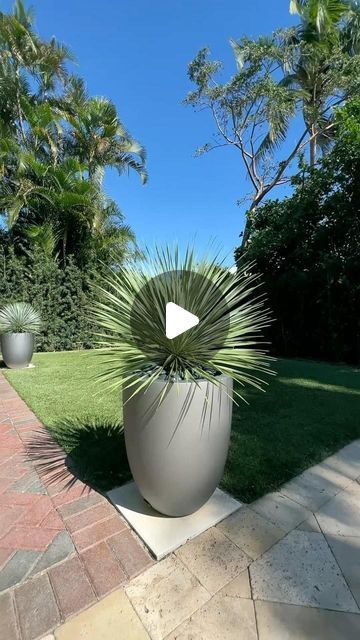 Matthew Lang on Instagram: "The Yucca Rostrata, one of our favorite Live Plants. Loves full sun and requires very little water. #modern #yuccarostrata #liveplants #design #planter #miami #bocaraton" Modern Planters Outdoor, Yucca Rostrata, Yucca Plant, Patio Garden Design, Modern Planters, March 21, Backyard Oasis, Live Plants, Patio Garden