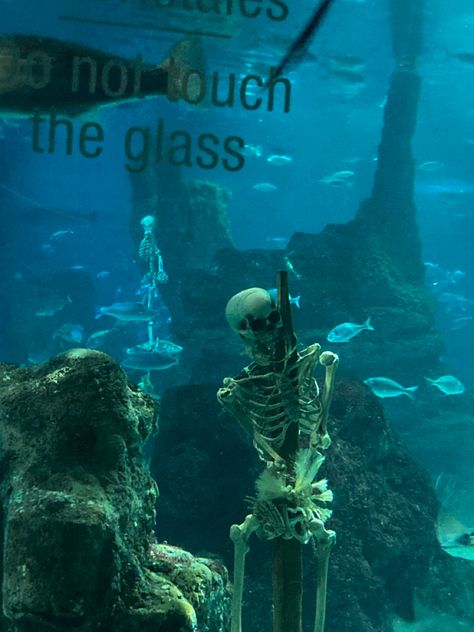 Scary Aquarium, Creepy Aquarium, Halloween Aquarium, Aquarium Aesthetic, Scary Skeleton, Goth Boy, Aquarium Decor, Aesthetic Travel, Ocean Creatures