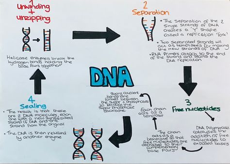 Dna Replication Notes, Medicine Poster, School Revision, Dna Science, Dna Project, Abc Chart, Science Revision, Scientific Poster, Color Knowledge