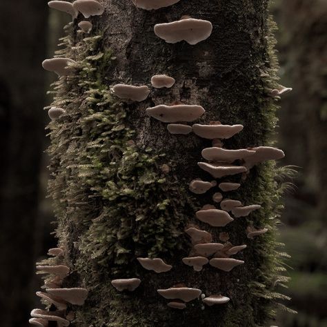 Decay Aesthetic Forest, Mushroom Apocalypse, Primal Aesthetic, Forest Spirit Aesthetic, Gentle Giant Aesthetic, Halsin Bg3 Aesthetic, Bog Witch Aesthetic, Spore Druid Aesthetic, Canabalism Aesthetic