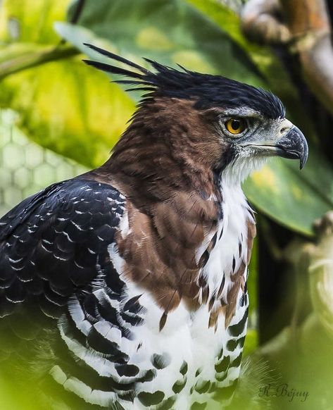 Hawk-Eagle…. Hawk Eagle, Pretty Animals, Exotic Birds, Best Western, Pretty Birds, Bird Photo, Colorful Birds, Birds Of Prey, Bird Photography