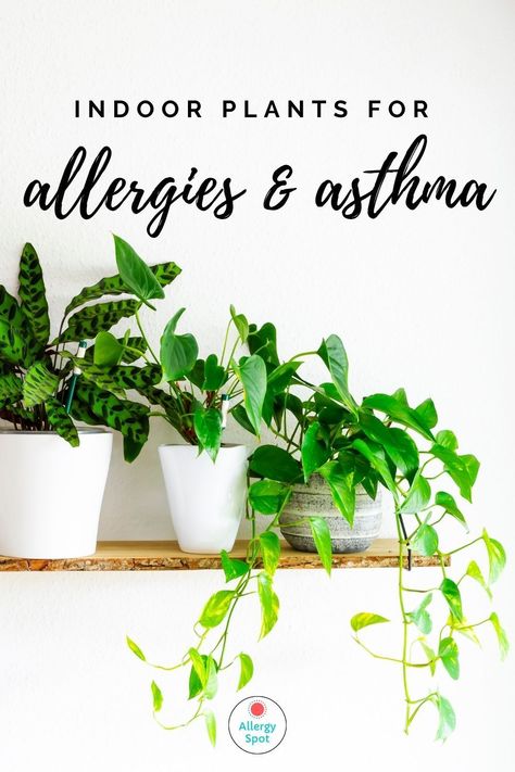 Natural Decongestant, Household Plants, Allergy Asthma, Plants To Grow, Perennial Herbs, Best Indoor Plants, Small White Flowers, Wooden Shelf, Spider Plants