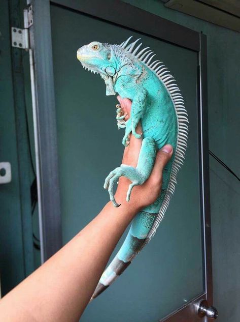 Amphibians Activities, Iguana Pet, Pet Lizards, Reptile Room, Rabbit Cages, Cute Reptiles, Chameleons, Young Animal, Reptiles Pet