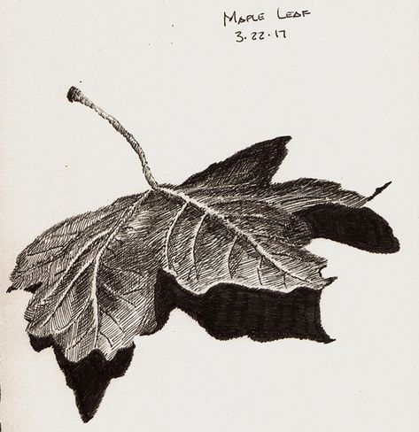 Leaf Biro Drawing, Pen Study Art, Ink Nature Drawing, Leaves Pen Drawing, Leaf Pen Drawing, Nature Study Drawing, Leaf Pencil Drawing, Luca Art, Maple Leaf Drawing