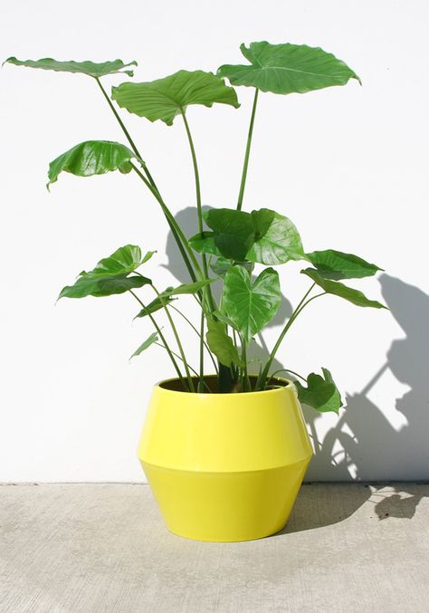 plant with yellow pot Architectural Planters, Plant Vessels, Yellow Planter, Inside Garden, Man Of The House, Modern Planters, Tall Plants, Outdoor Plants, Small Garden