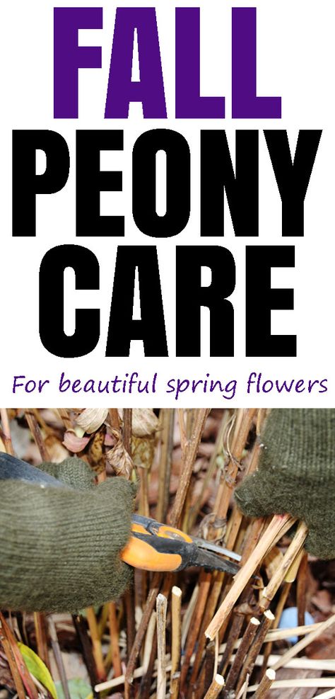 Peony Care Tips, Peony Care, Peony Bush, Tattoo Plant, Planting Peonies, Growing Peonies, Diy Lawn, Garden Help, Cut Flower Garden