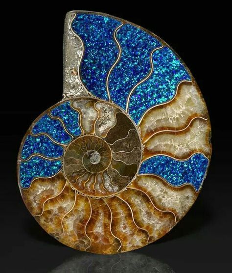 Ammonite Cellular Structure, Fibonacci Sequence, Rocks And Fossils, Pretty Rocks, Cool Rocks, Synthetic Opal, Minerals And Gemstones, Blue And Brown, Rocks And Gems