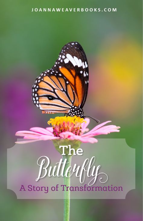 Every once in awhile you hear a story that changes everything.... "The Butterfly - A Story of Transformation"  http://joannaweaverbooks.com/2017/05/17/butterfly-story-transformation/?utm_campaign=coschedule&utm_source=pinterest&utm_medium=Joanna%20Weaver&utm_content=The%20Butterfly%20-%20A%20Story%20of%20Transformation Butterfly Stories, Butterfly Bible Lesson, Scripture Cookies, Heart Of Butterflies Poem, Butterfly Story, Butterfly Transformation Quotes, Book With Butterflies Flying Out, Spiritual Meaning Of Monarch Butterfly, Mary Heart